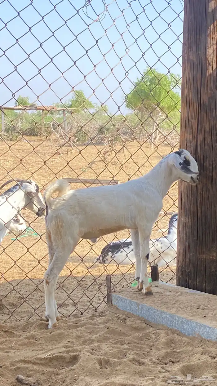 اثنين تيوس مشاريع 11