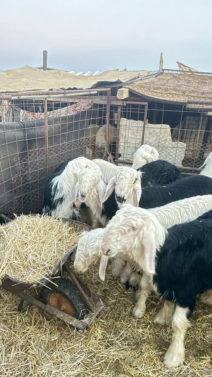 ظليان خرفان نجد 5