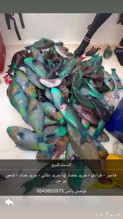 سمك طازج للبيع جده 0