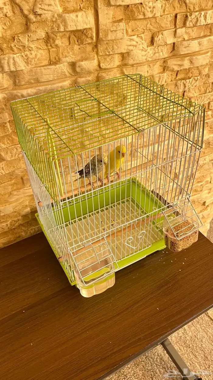 عصافير الحب نضيفه معى القفص الاكل 2