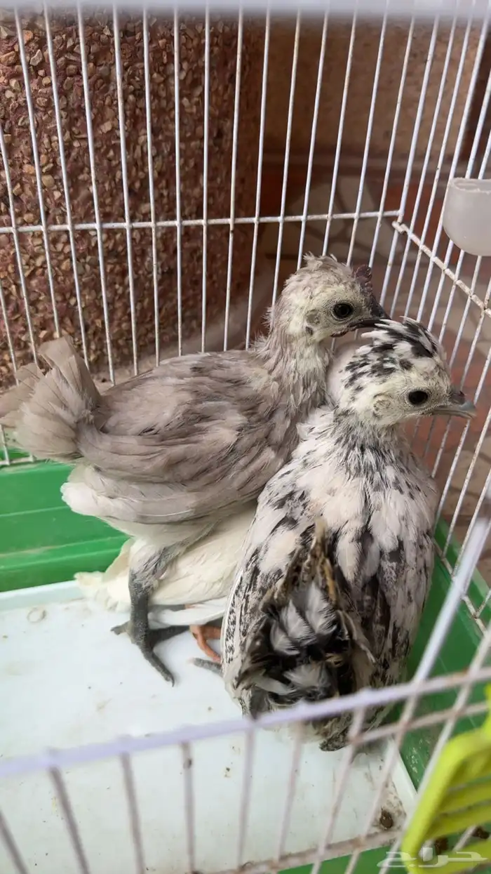 دجاج كويتي وحبشي 2