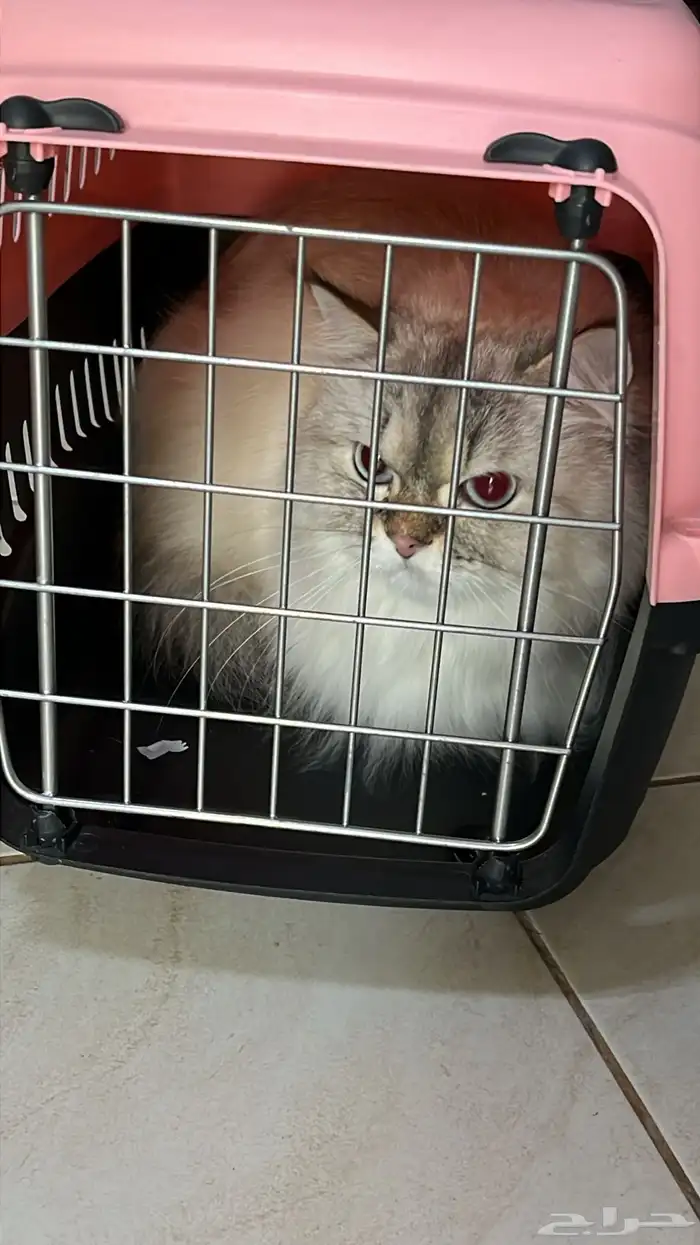 قط للتبني ذكر 1