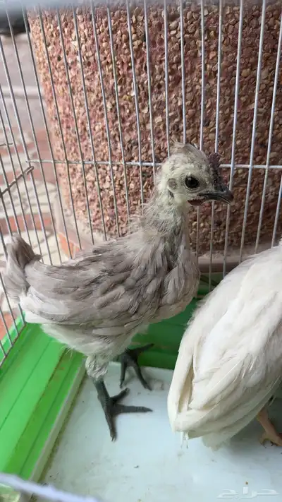 دجاج كويتي وحبشي index