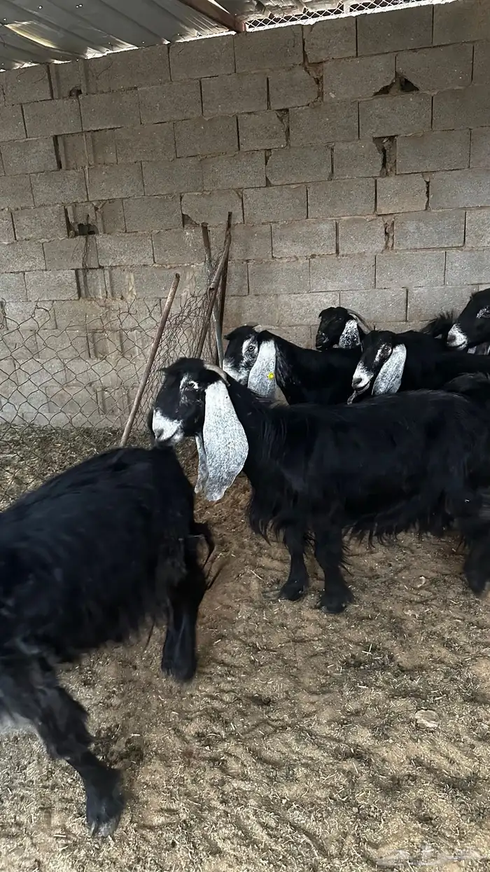 معزاء عوارض ضريع 3