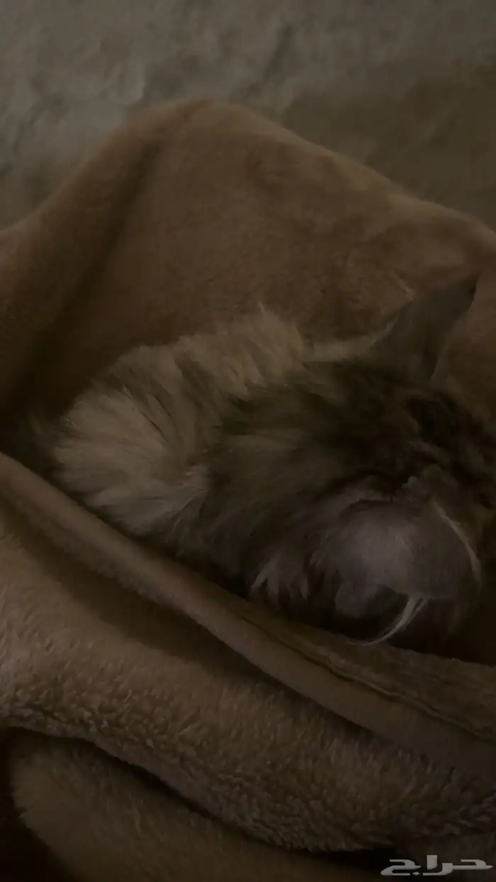 قطه للتبني 1