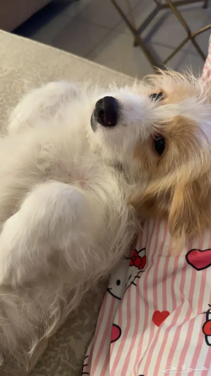 فندقة كلاب 0