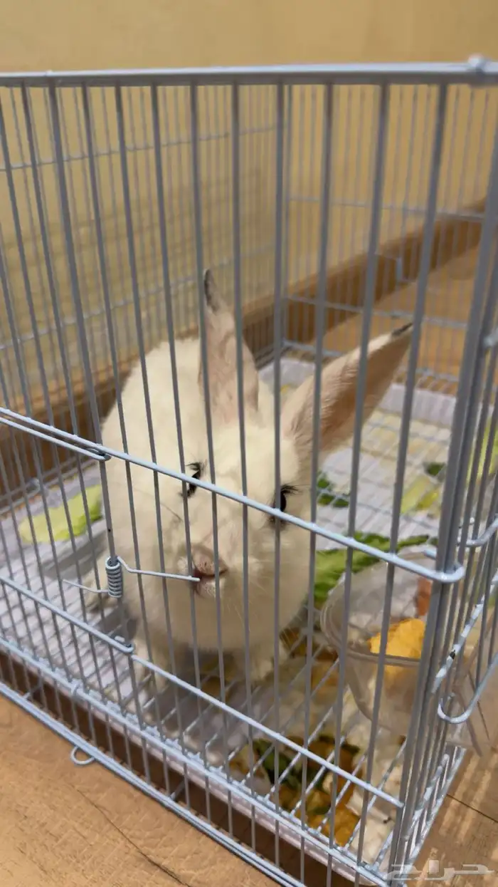 أرنب للبيع 1