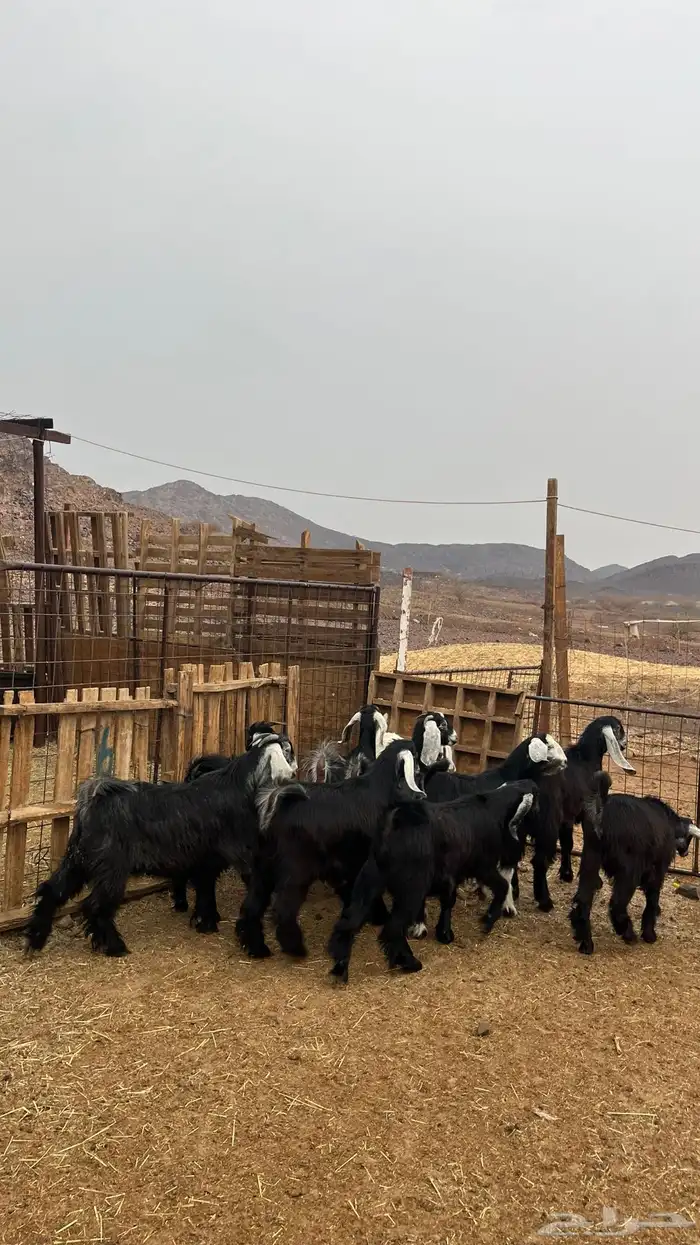 تيوس مخاصي جدعان نظاف شرط ذبائح 8