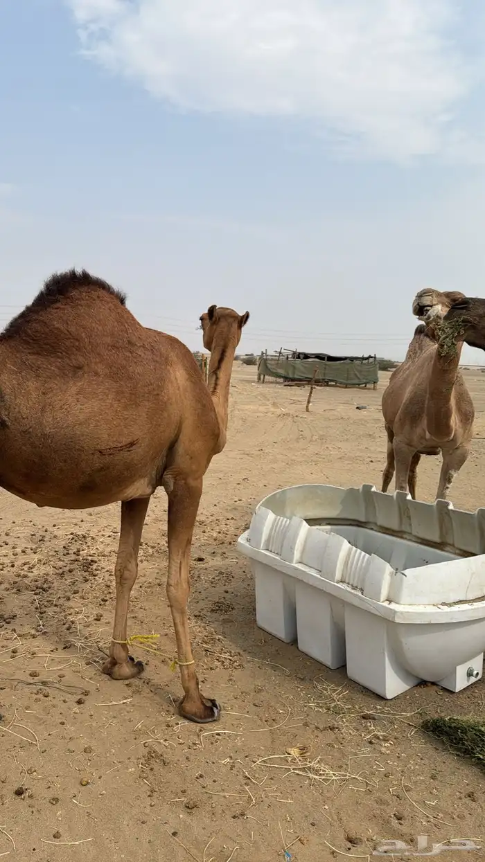 نياق سواحل لقح 6