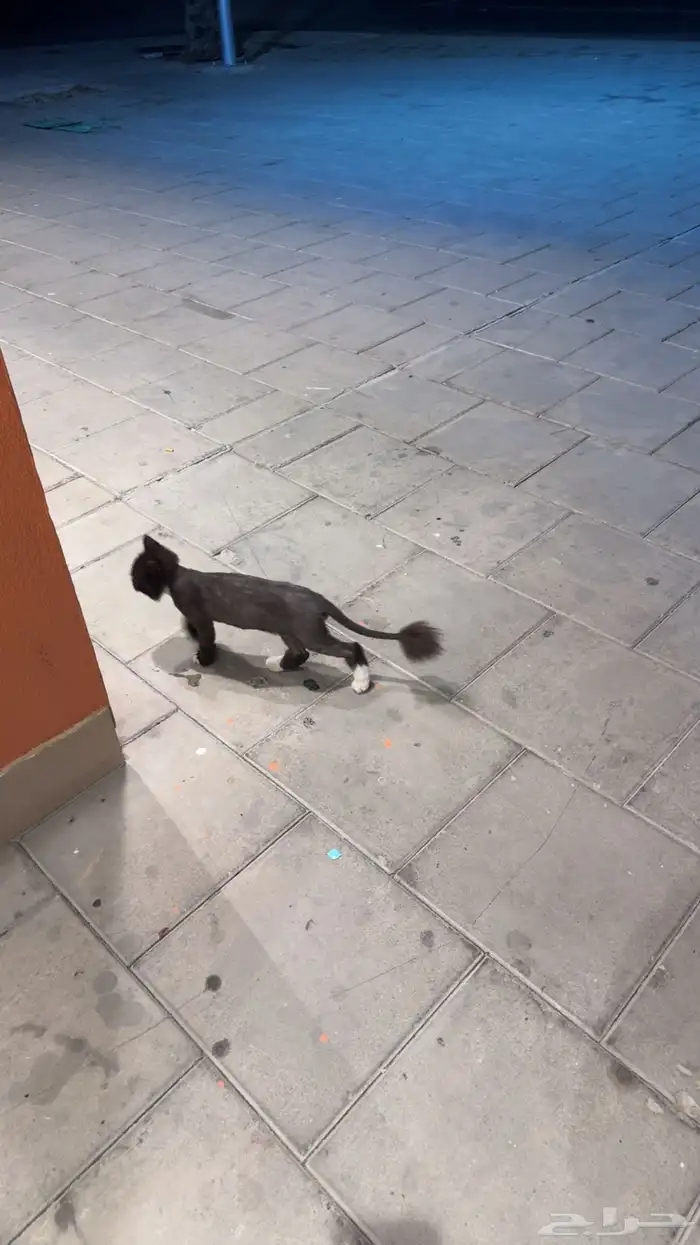 قطه ضايعه بالفاروق 1