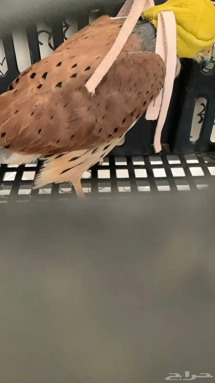 با ش ق للبيع 0