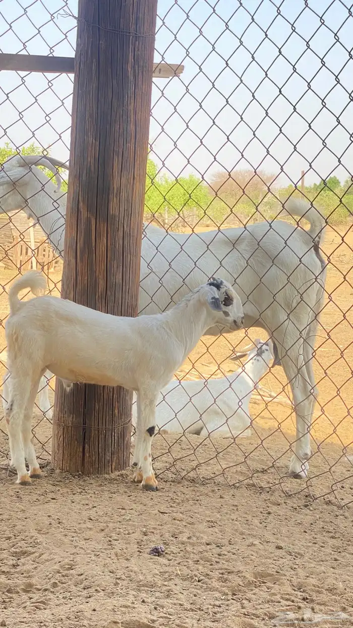 اثنين تيوس مشاريع 22