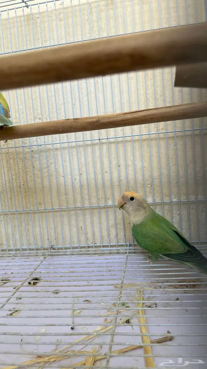 طيور زور للبيع 2