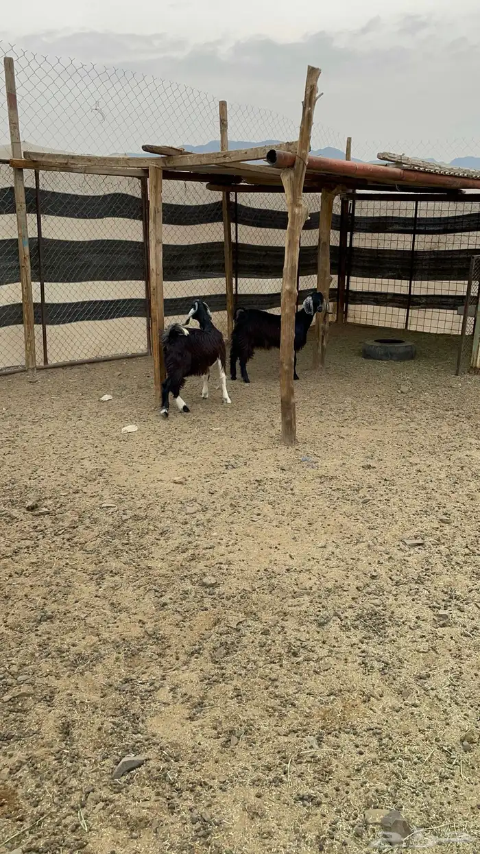 جفار ذبايح طيبه بالحيل(تم البيع) 1