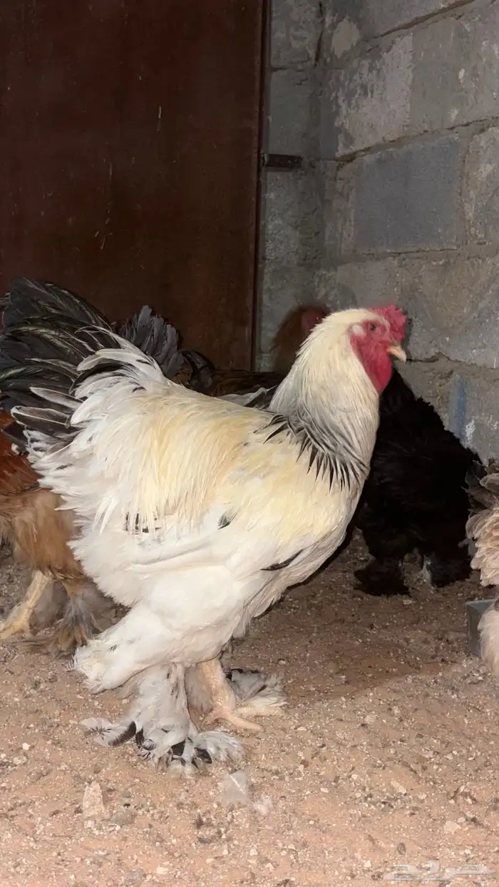 بيض مخصب براهما 3