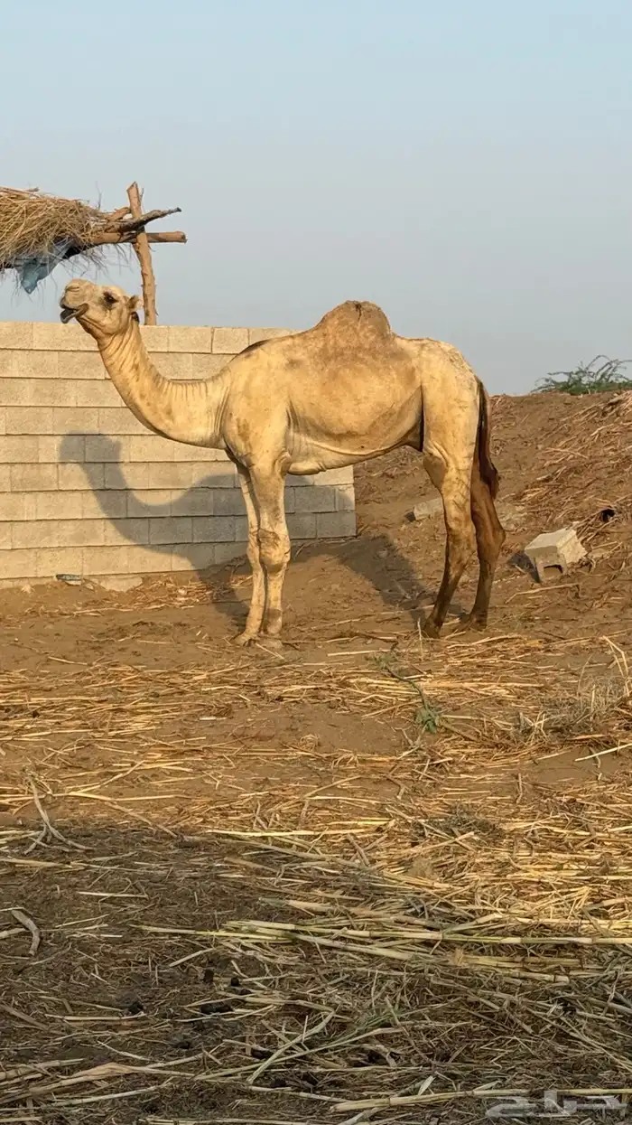 جمل اركي للبيع 5