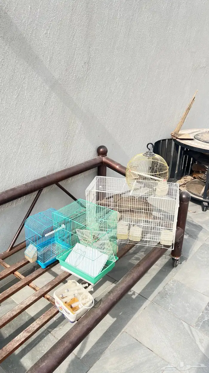 اشبوك طيور 4