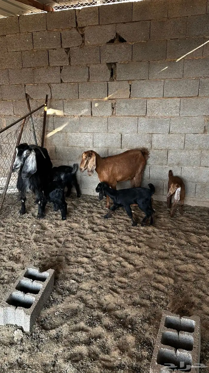 معزاء متاومه 2