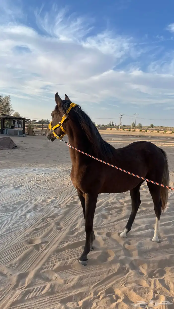 مهره شعبيه شيخهه 0