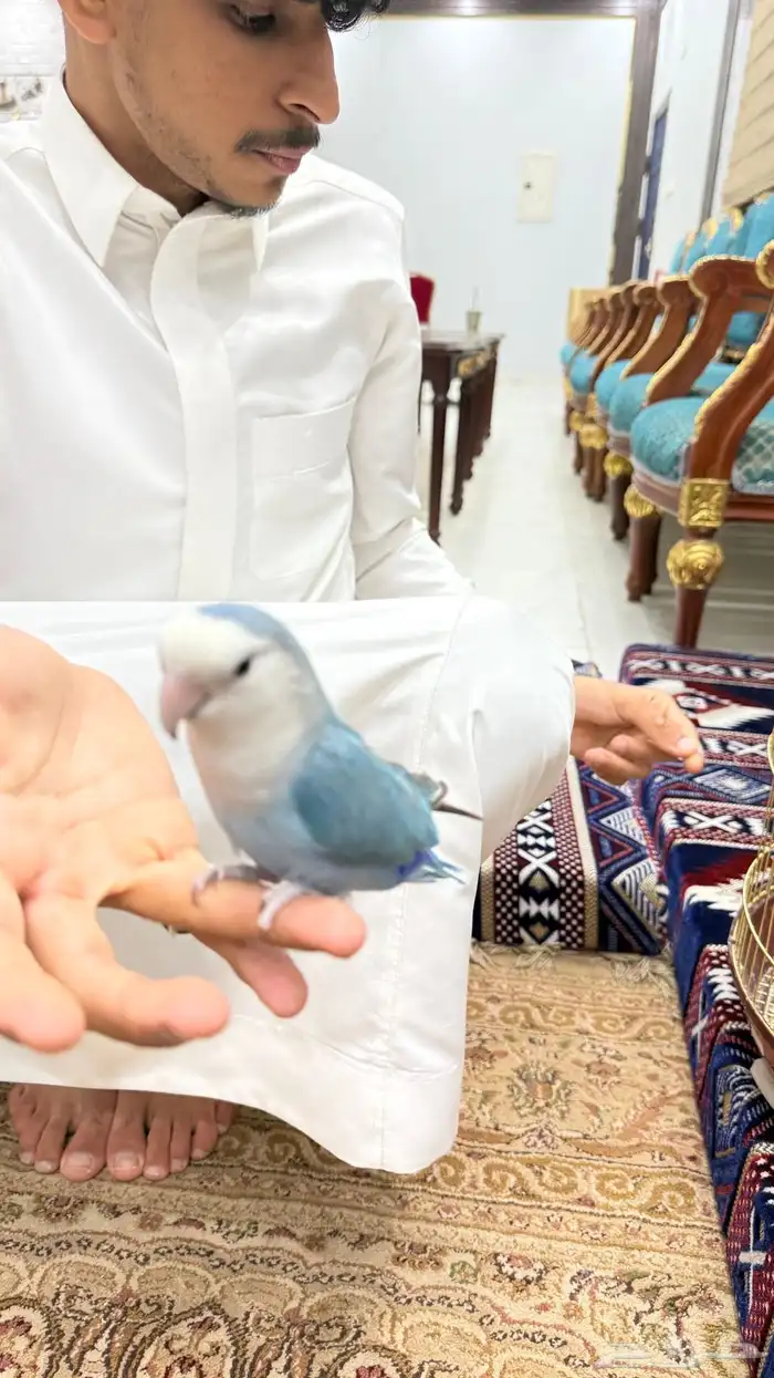 زوج روز منتج والليف 15