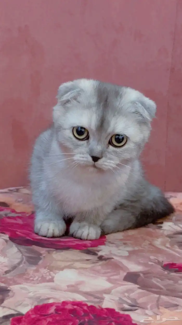 قطه سكوتش للبيع 3