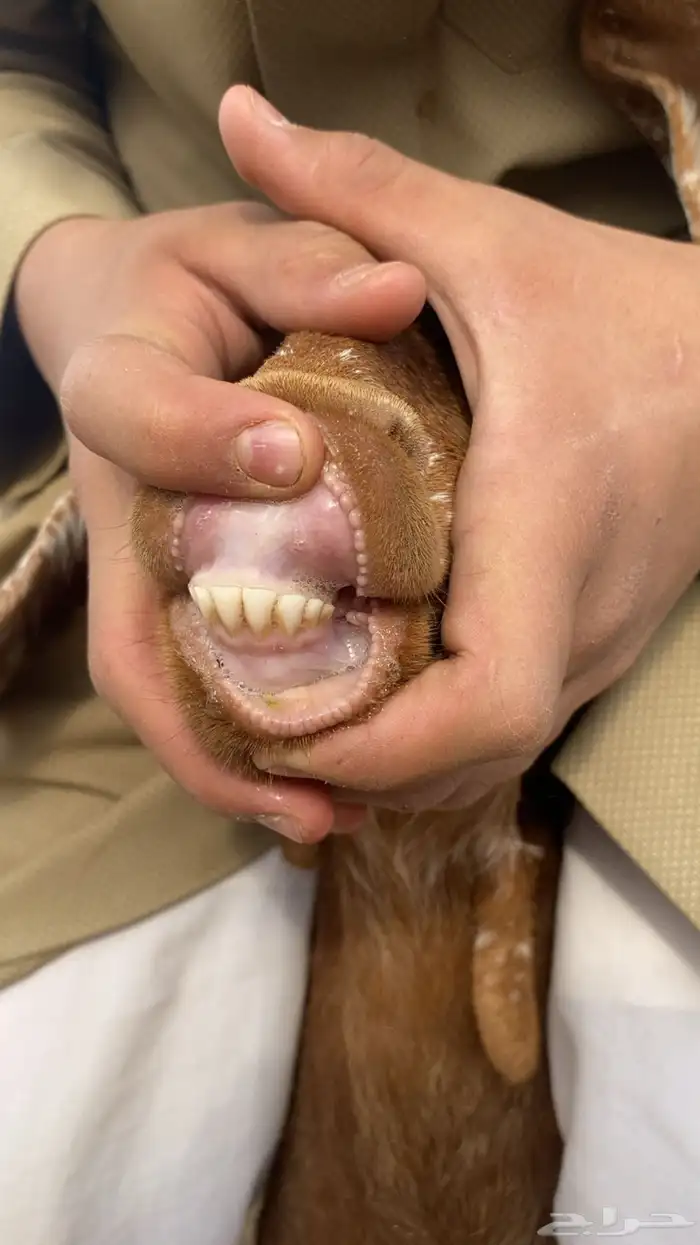 معزا جنوبيه مراح واحد 5