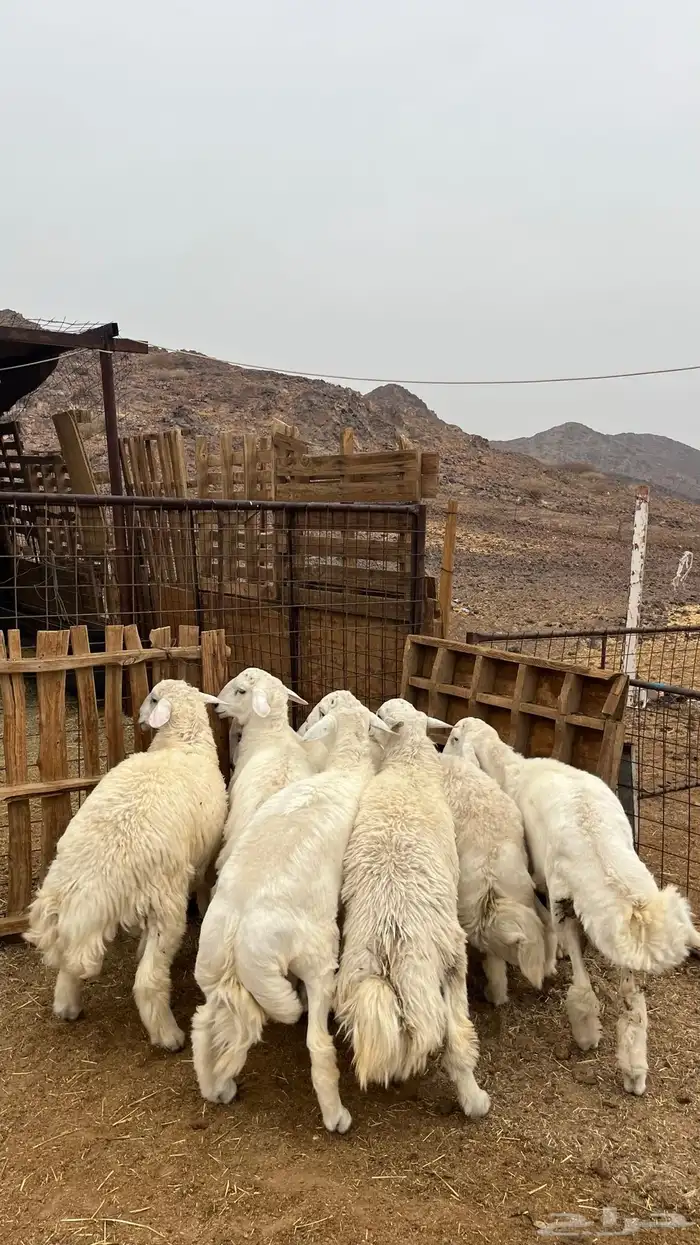 طليان حري جادعان نظاف شرط جبره 11