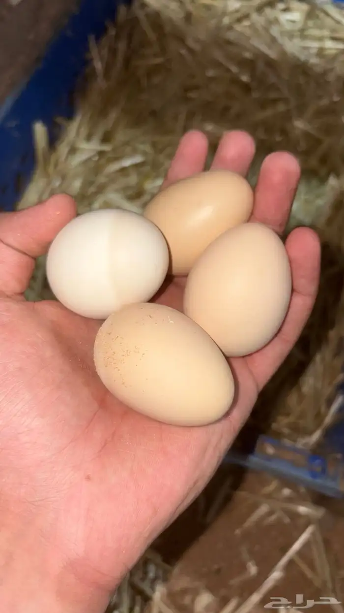 بيض مخصب براهما 0