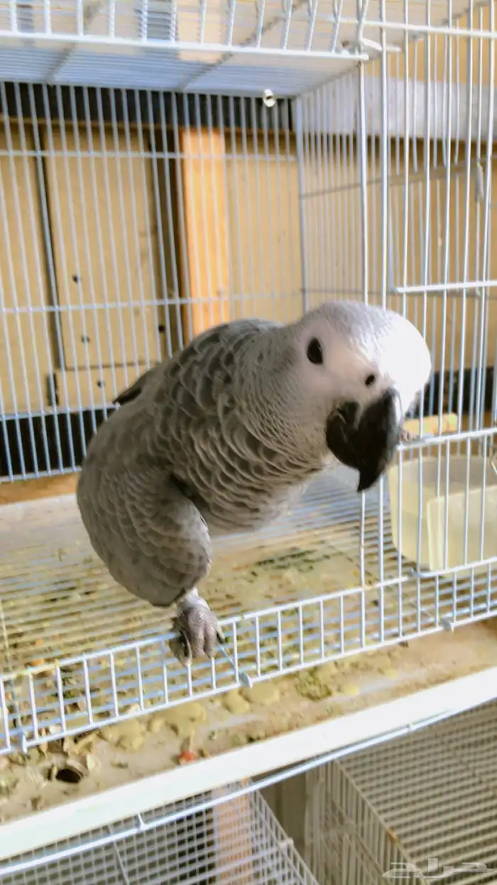 فرخ كاسيكو 2