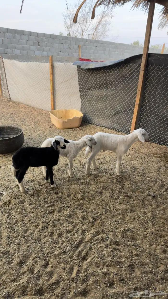 دواغير طيبه 0