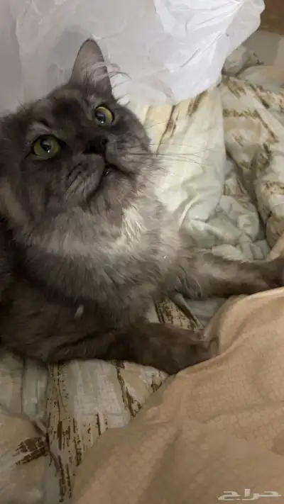 قطط تبني اعمارهم سنه ونص index