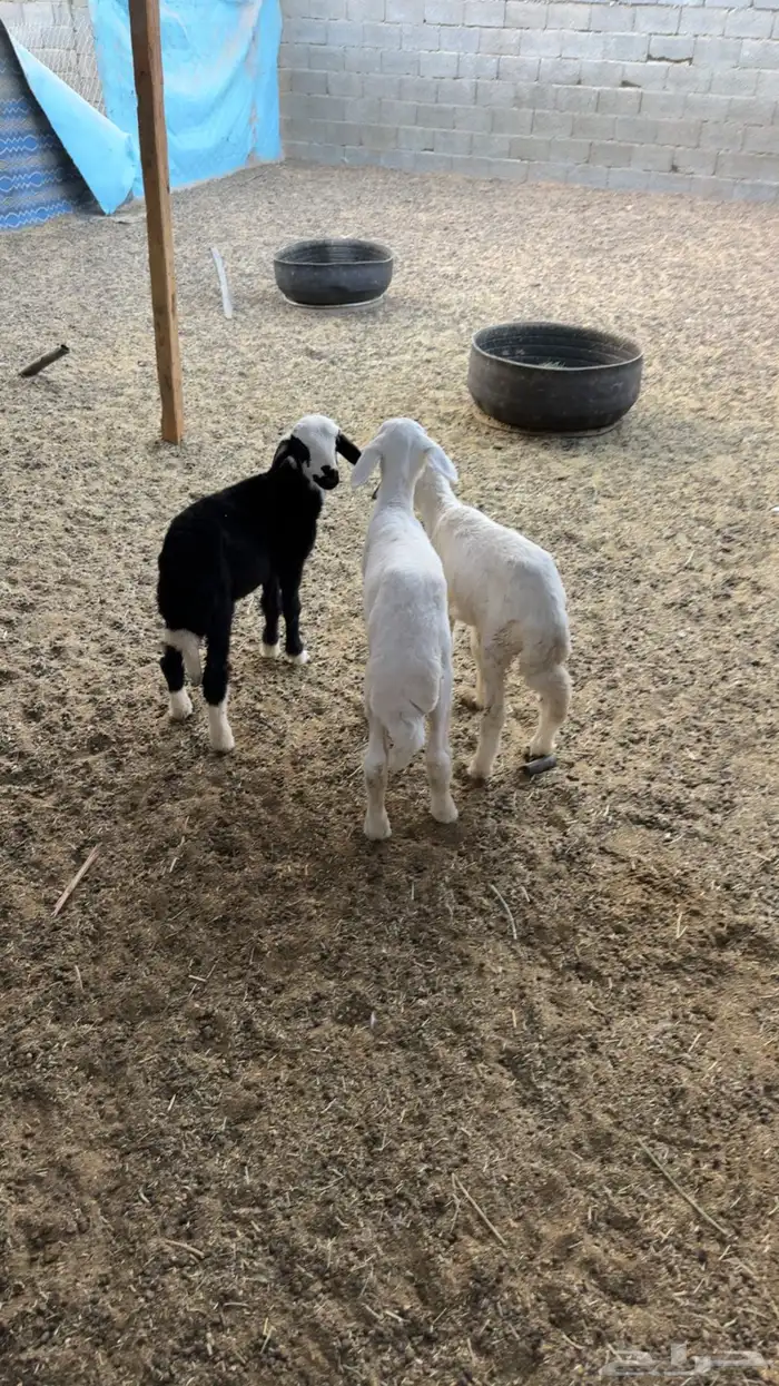 دواغير طيبه 1