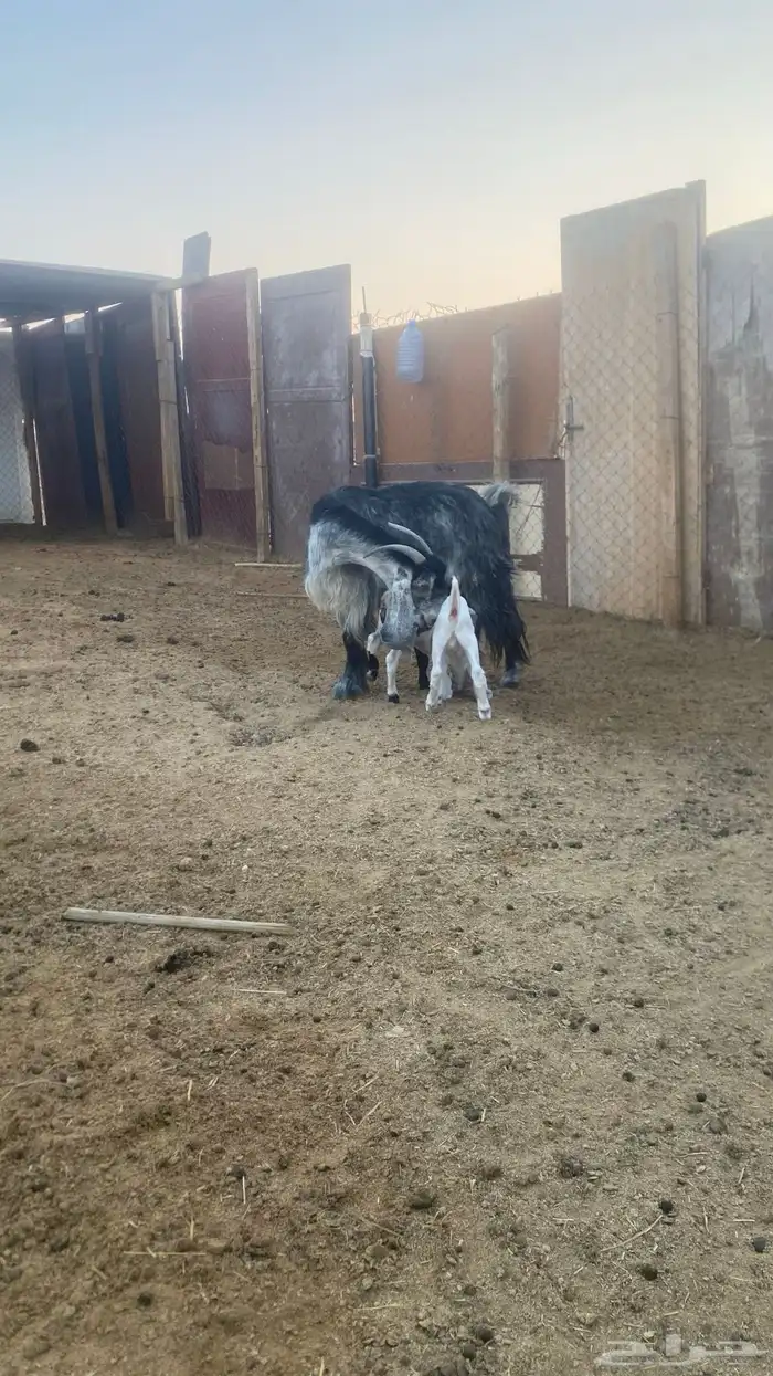 للبيع عنز صنف ديد سليم سنها تامه شبب تحته جفرتين 0