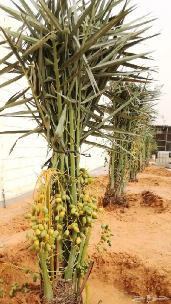 نخيل عربي فسائل نخل نخل عربي نقايل 78