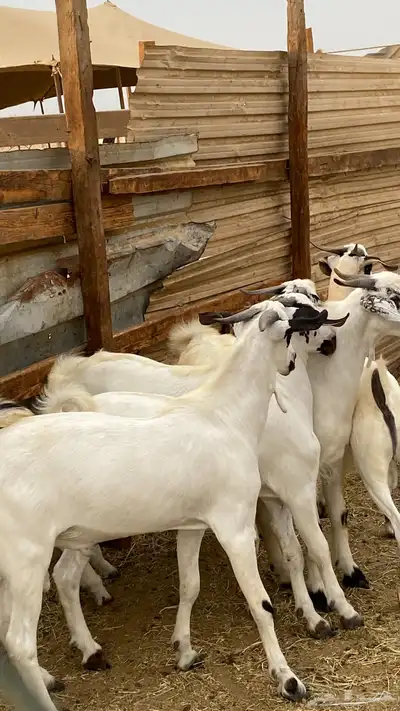 تيوس بيشيات index