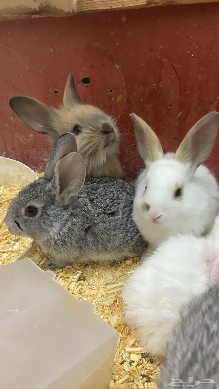 أرانب كيوت للتربيه ف البيت 0