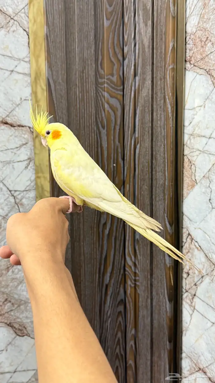 انثى كروان لاتينو عيون حمر اليفه 1