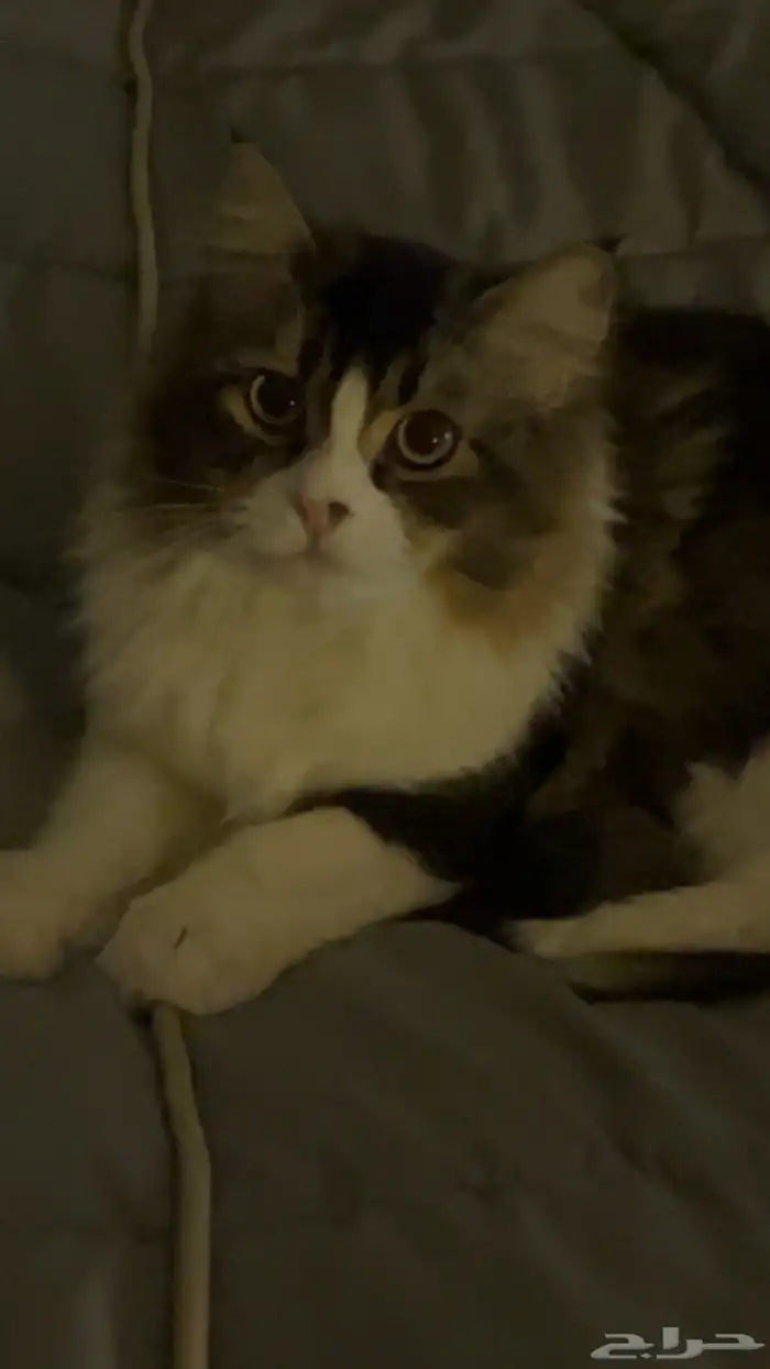 قطط تبني اعمارهم سنه ونص 6