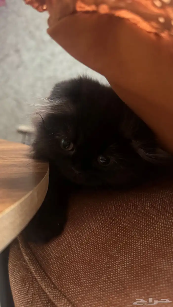 قطه انثى للبيع 2