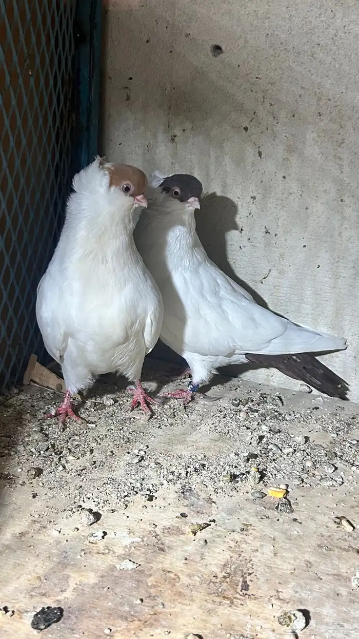 حمام ذكر وانثى هلمت اللون واضح 0