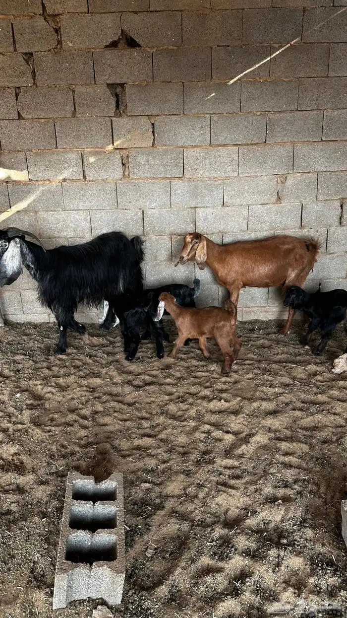 معزاء متاومه 0