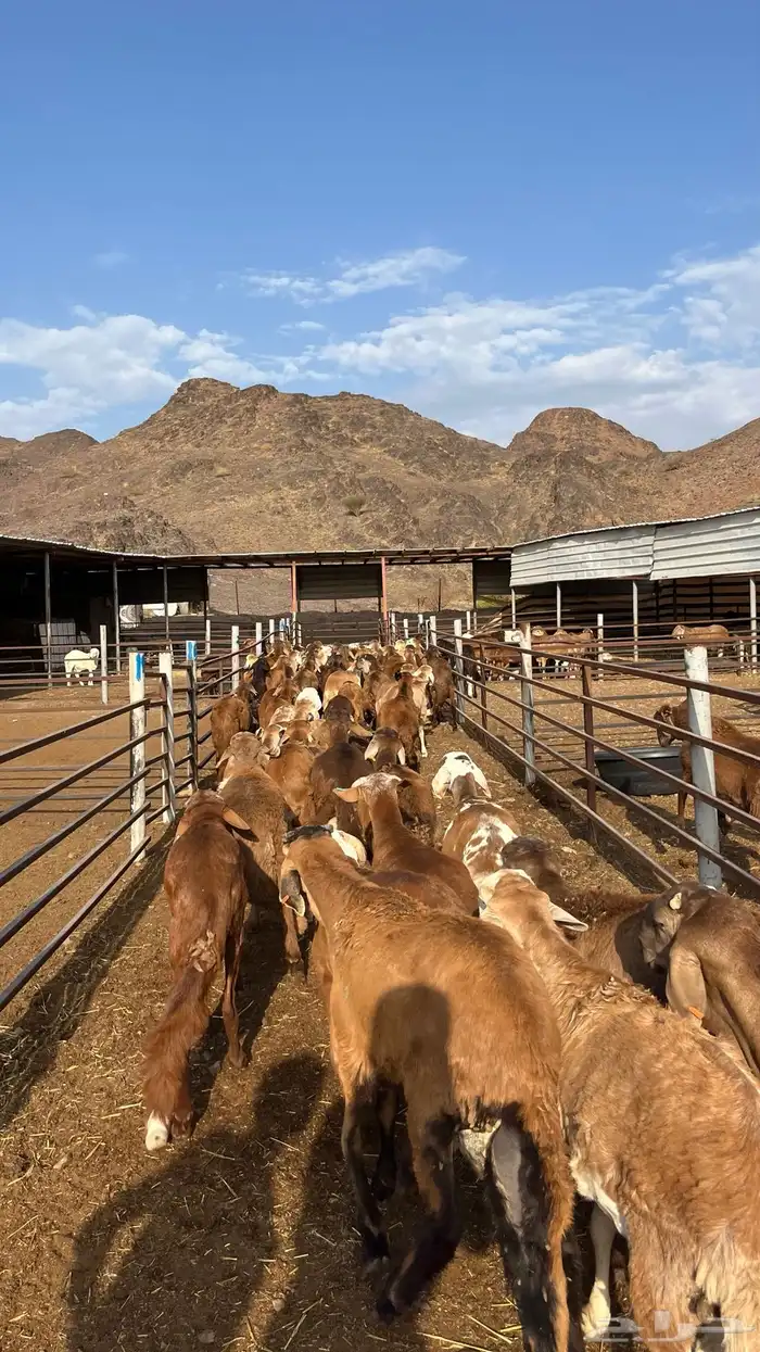 طليان سواكن جادعان حمري مرابى 3