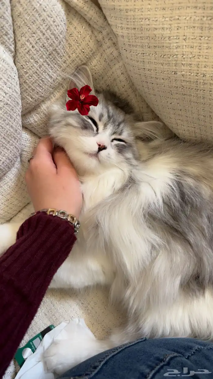 قط ه لتبني 1