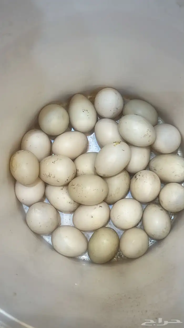 يتوفر لدي بيض بط - بيض بلدي - بيض سمان 2