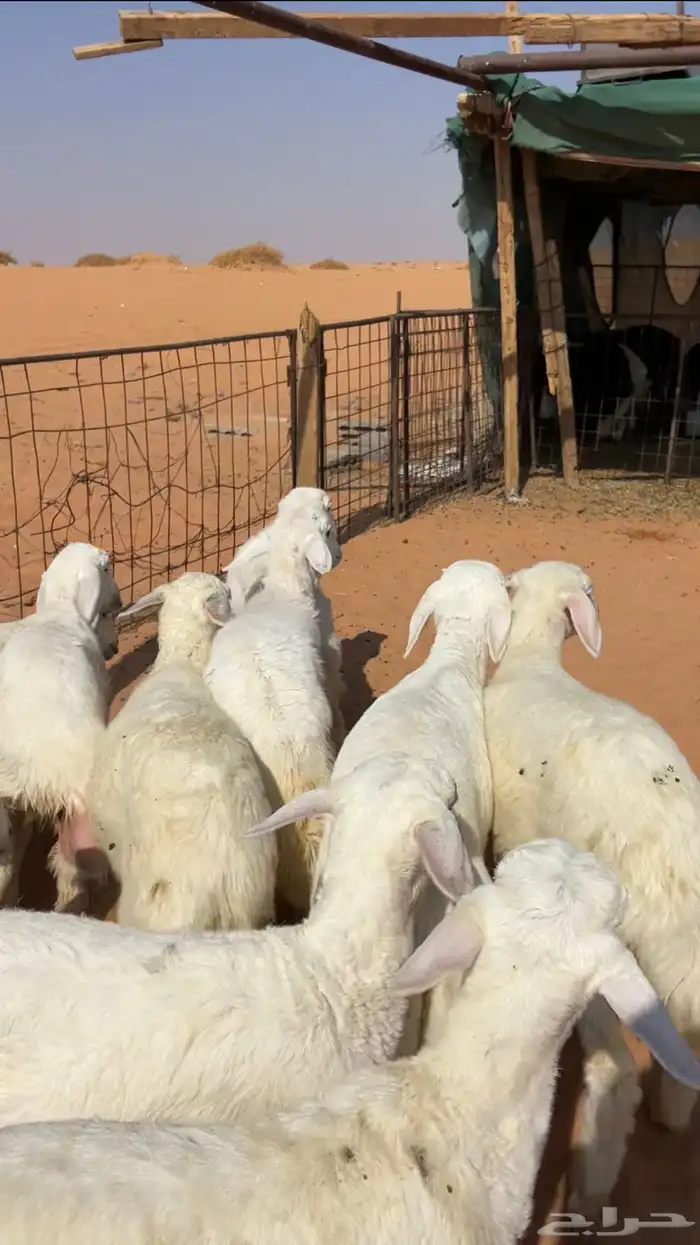 بهم حريات نظيف وبري 2