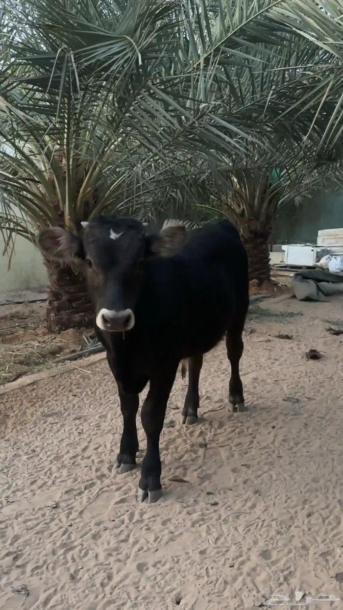 عجل عمر 5 شهور 1