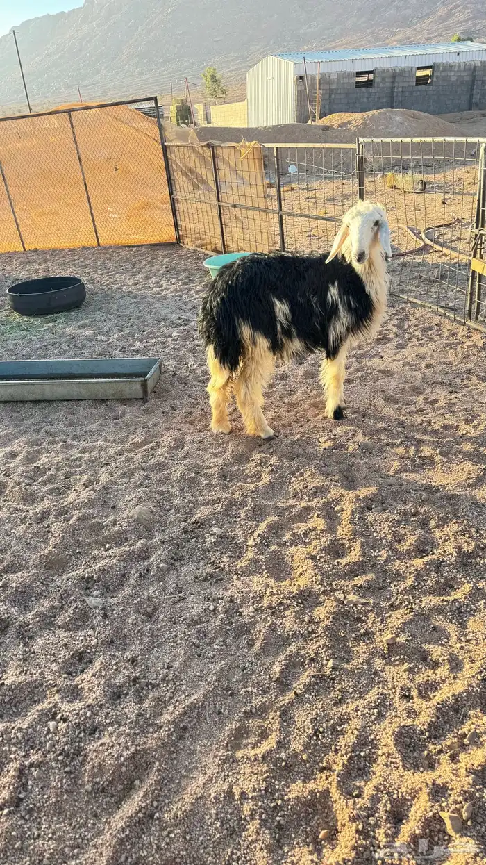 رخله جذعه طيبه 0