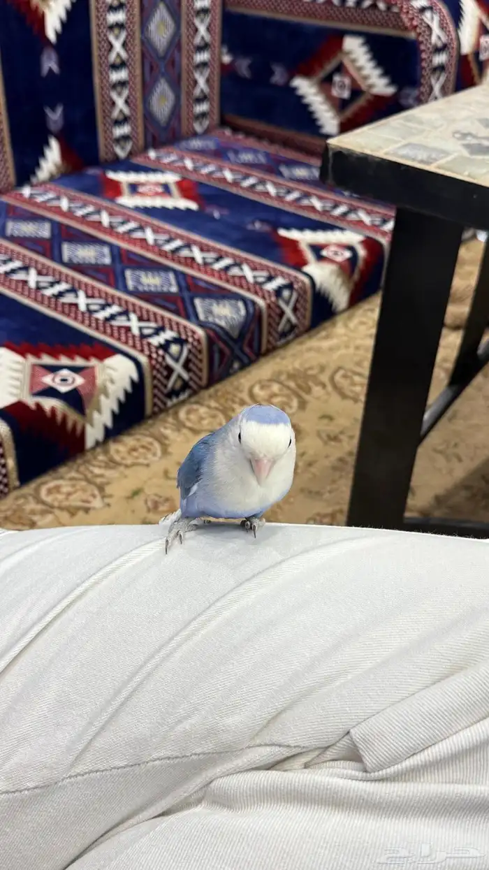 زوج روز منتج والليف 8