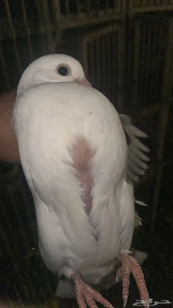 فروخ حمام البيع جيع فرنسي وزاجل 0