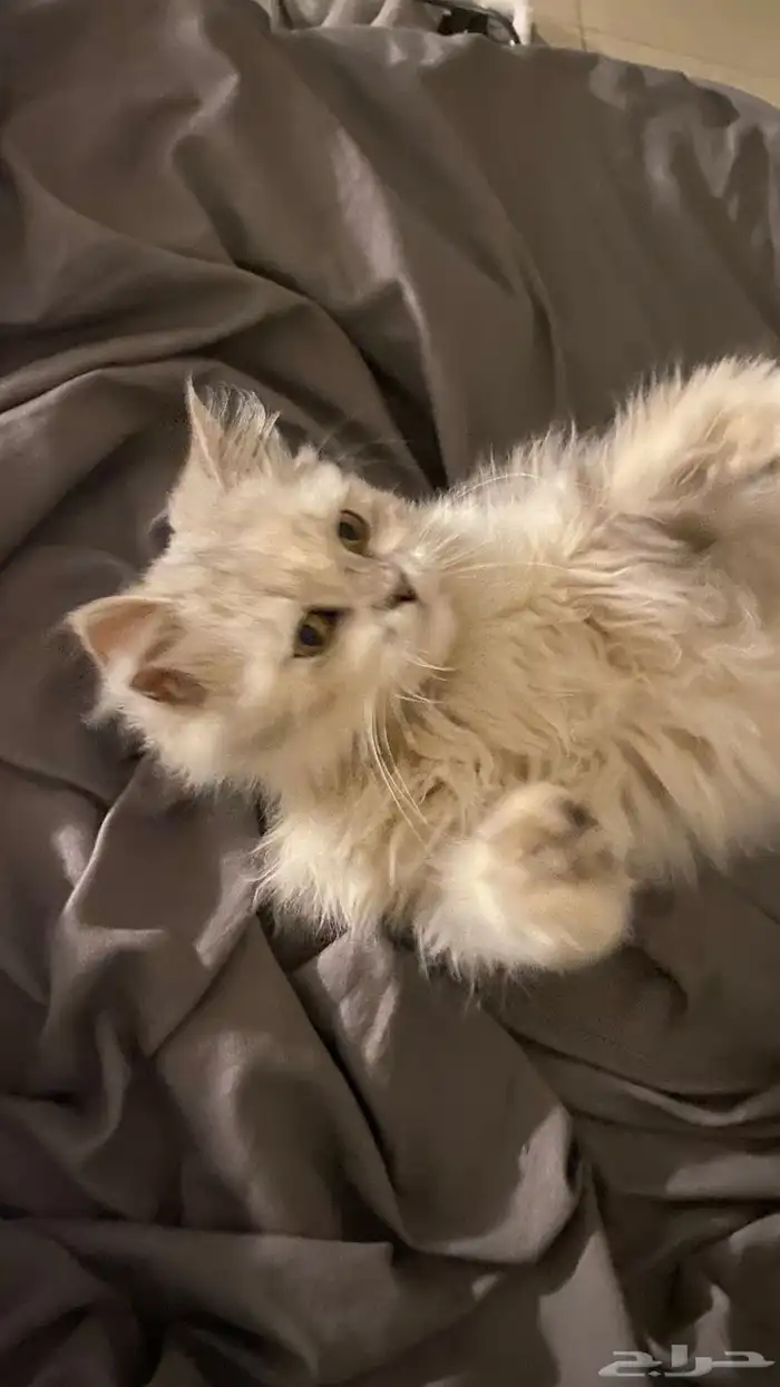 قطه ضايعه لقيتها 3